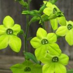 anhilam unert_tsetseg.