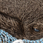 awarga halim_huwantsar sawan buteel