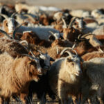 maliin shulhii owchin