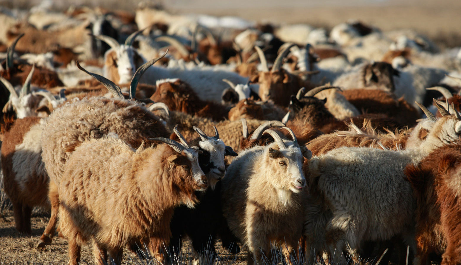 maliin shulhii owchin