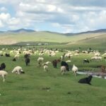 Bulgan-aimag-maliin-owchnos-sergiilew