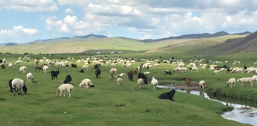 Bulgan-aimag-maliin-owchnos-sergiilew