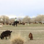 Maliin-shulhii-owchin