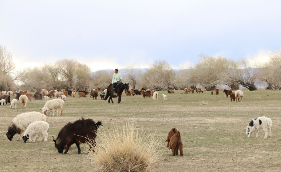 Maliin-shulhii-owchin