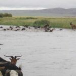 usnii_tuwshin_nemegdjee