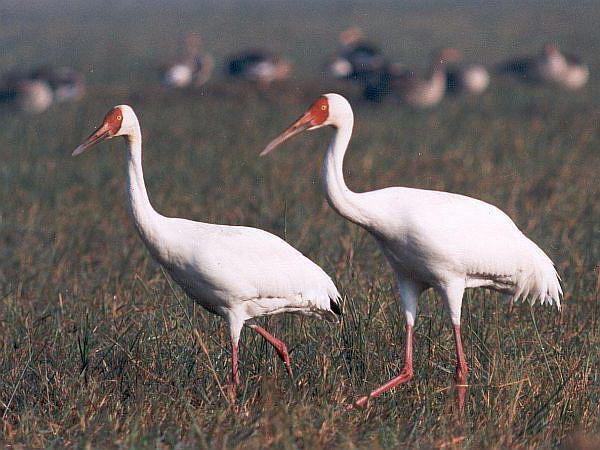 Grus leucogeranus pallas