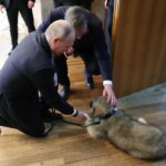 Putin Sharplanin puppy