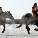 uwliin morin uraldaan