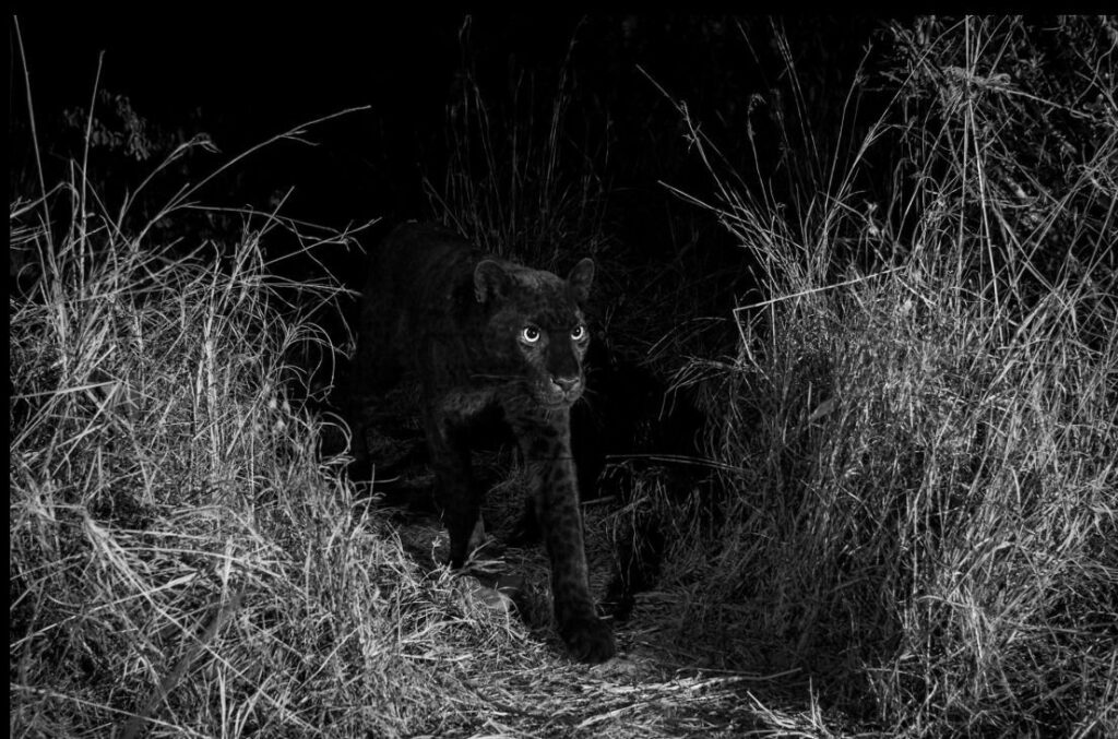 black leopard