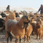 maliin tuuhii ed-une