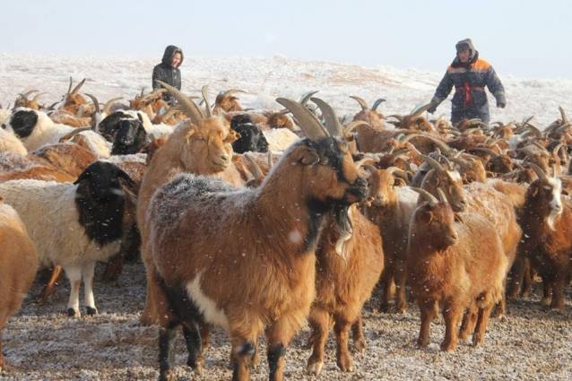 maliin tuuhii ed-une