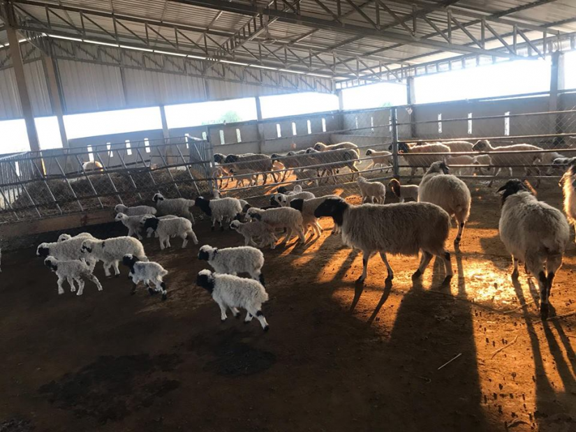 General Department of Veterinary Services