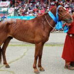 Onon_D_tod_manlai_uyach_hartsaga_