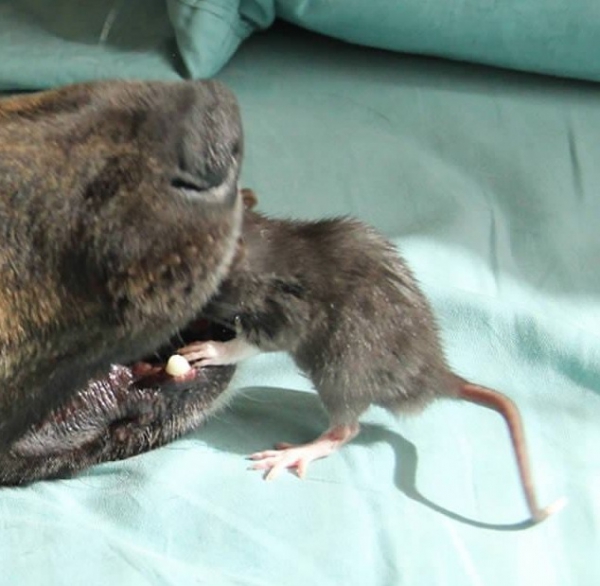 osiris-and-riff-ratt-4