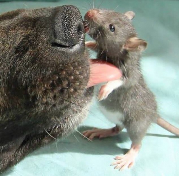 osiris-and-riff-ratt-9