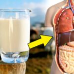 suunii ach holbogdol