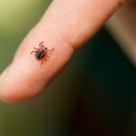 02-13-things-ticks-wont-tell-you-smaller-than-you-think