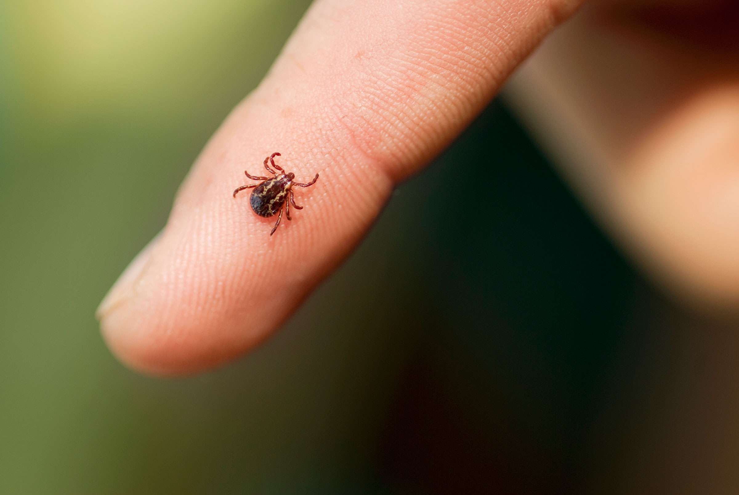 02-13-things-ticks-wont-tell-you-smaller-than-you-think