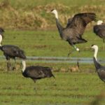 0c2e3ed30dc0822747a508a5da6e4086_158975