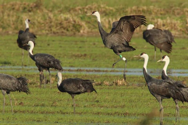 0c2e3ed30dc0822747a508a5da6e4086_158975