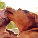 15-121802-beards_have_more_germs_than_dog_fur_says_study