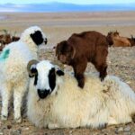 6024cd9492de1706410fa78c467c32b3_x3