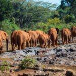 africa-howor-amitad-06