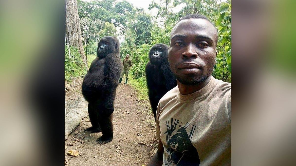 gorilla