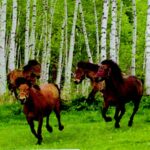 joroobook_2016_org10