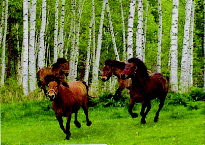 joroobook_2016_org10