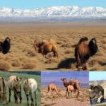 ховор-амьтад