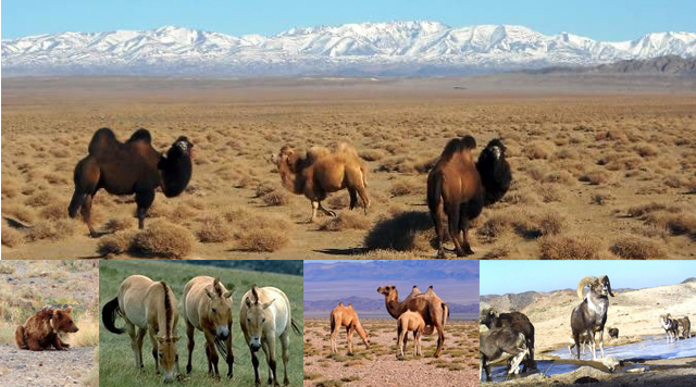 ховор-амьтад