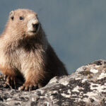 dq4sdl920m6qev4b6saul9i13_b