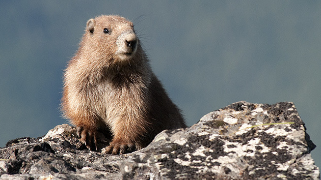 dq4sdl920m6qev4b6saul9i13_b