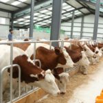 erchimjsen-mal-aj-ahui