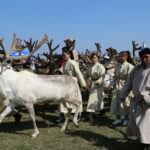 rsz_tsaatan-naadam-howsgol-04