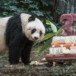 hamgiin-hogshin-hulsnii-baawgai