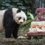 hamgiin-hogshin-hulsnii-baawgai