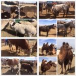 shilmel-mal-hudaldaa