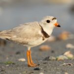 shuwuu-hamgaalah-odorlog-2019