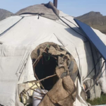 malchin-ail-baavgai-haldaw-01