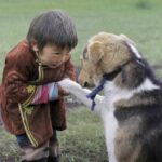 mongol-nohoi-tejeeh-ulamjlal