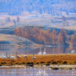 namriin-ongo-baynolgii-03