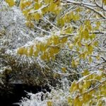 tsag-agaar-tsasan-shuurga