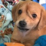 tolgoidoo suultei-golog