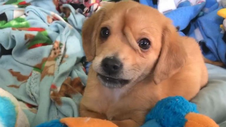 tolgoidoo suultei-golog