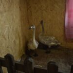 aild-owoljij-baisan-shuwuu