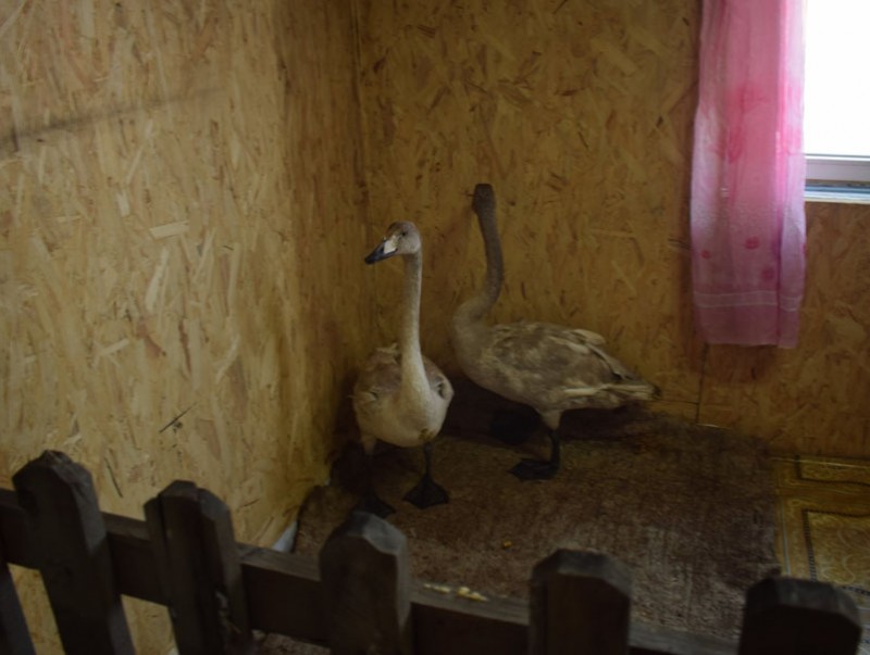 aild-owoljij-baisan-shuwuu