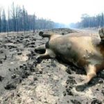 australia-gal-tuimer-02