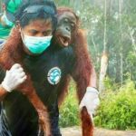 australia-gal-tuimer-04